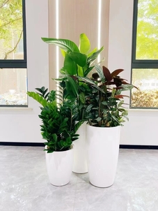 宁波慈溪花木出租设计，为你打造独特空间